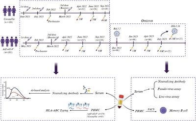 Individuals carrying the HLA-B*15 allele exhibit favorable responses to COVID-19 vaccines but are more susceptible to Omicron BA.5.2 and XBB.1.16 infection